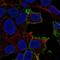 Melatonin-related receptor antibody, HPA054678, Atlas Antibodies, Immunofluorescence image 