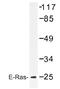ES Cell Expressed Ras antibody, AP01406PU-N, Origene, Western Blot image 