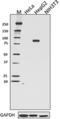 Prospero Homeobox 1 antibody, 696902, BioLegend, Western Blot image 