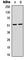 Serum Response Factor antibody, abx121758, Abbexa, Western Blot image 