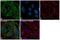 Ran GTPase Activating Protein 1 antibody, PA1-31482, Invitrogen Antibodies, Immunofluorescence image 