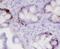 Trefoil Factor 3 antibody, MA5-24153, Invitrogen Antibodies, Immunohistochemistry paraffin image 