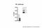 Thyroid Hormone Receptor Beta antibody, 28-599, ProSci, Chromatin Immunoprecipitation image 