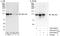 TBC1 domain family member 2A antibody, A303-440A, Bethyl Labs, Western Blot image 