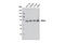 Menin 1 antibody, 6891S, Cell Signaling Technology, Western Blot image 