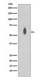 c-Myc antibody, P00026-1, Boster Biological Technology, Western Blot image 