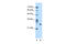 RNA Binding Protein, MRNA Processing Factor antibody, 29-239, ProSci, Enzyme Linked Immunosorbent Assay image 