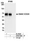CD226 Molecule antibody, A304-362A, Bethyl Labs, Immunoprecipitation image 