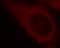 p65 antibody, FNab06089, FineTest, Immunofluorescence image 