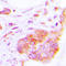 Cytochrome c oxidase copper chaperone antibody, LS-C353218, Lifespan Biosciences, Immunohistochemistry paraffin image 