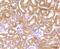 Wnt Family Member 2B antibody, NBP2-75713, Novus Biologicals, Immunohistochemistry paraffin image 