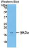 Annexin A4 antibody, LS-C300750, Lifespan Biosciences, Western Blot image 