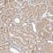 WDVCF antibody, NBP1-81787, Novus Biologicals, Immunohistochemistry frozen image 