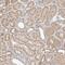 G Protein Subunit Beta 1 Like antibody, NBP1-81787, Novus Biologicals, Immunohistochemistry frozen image 