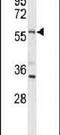 Limb Development Membrane Protein 1 Like antibody, PA5-26795, Invitrogen Antibodies, Western Blot image 