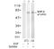 Protein Tyrosine Phosphatase Non-Receptor Type 11 antibody, AP02543PU-S, Origene, Western Blot image 