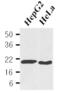 Peptidylprolyl Isomerase B antibody, GTX50046, GeneTex, Western Blot image 