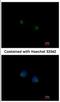 Alpha-1,3-Mannosyl-Glycoprotein 4-Beta-N-Acetylglucosaminyltransferase A antibody, NBP2-17285, Novus Biologicals, Immunofluorescence image 