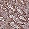 cAMP-specific 3 ,5 -cyclic phosphodiesterase 4D antibody, NBP1-92265, Novus Biologicals, Immunohistochemistry frozen image 