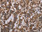Growth Differentiation Factor 2 antibody, CSB-PA886231, Cusabio, Immunohistochemistry frozen image 