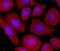Isocitrate Dehydrogenase (NADP(+)) 1, Cytosolic antibody, MAB7049, R&D Systems, Immunofluorescence image 