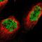 GATA Zinc Finger Domain Containing 2B antibody, PA5-53536, Invitrogen Antibodies, Immunofluorescence image 