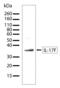 Interleukin 17F antibody, 710116, Invitrogen Antibodies, Western Blot image 