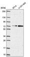 Zinc Finger Protein 616 antibody, PA5-66509, Invitrogen Antibodies, Western Blot image 