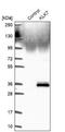 Kallikrein Related Peptidase 7 antibody, NBP2-38950, Novus Biologicals, Western Blot image 
