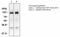 Hepatocyte Growth Factor antibody, LS-C63071, Lifespan Biosciences, Western Blot image 