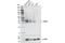 PVR Related Immunoglobulin Domain Containing antibody, 52671S, Cell Signaling Technology, Western Blot image 