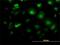 LFNG O-Fucosylpeptide 3-Beta-N-Acetylglucosaminyltransferase antibody, H00003955-M01, Novus Biologicals, Immunofluorescence image 