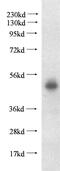 Pleckstrin Homology Domain Containing A1 antibody, 10238-1-AP, Proteintech Group, Western Blot image 