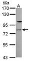 Zinc Finger Protein 287 antibody, PA5-31899, Invitrogen Antibodies, Western Blot image 