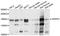 WD Repeat Domain 33 antibody, STJ111735, St John