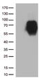 CD86 antibody, CF813089, Origene, Western Blot image 