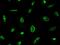 Protein Regulator Of Cytokinesis 1 antibody, GTX02309, GeneTex, Immunofluorescence image 