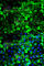 Tropomyosin 1 antibody, A1157, ABclonal Technology, Immunofluorescence image 