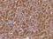 Prominin 1 antibody, 108990-T08, Sino Biological, Immunohistochemistry paraffin image 