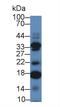 Interleukin 17C antibody, LS-C294862, Lifespan Biosciences, Western Blot image 