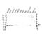 Transcription Elongation Factor A Like 1 antibody, VMA00295, Bio-Rad (formerly AbD Serotec) , Western Blot image 