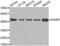 Pro-Apoptotic WT1 Regulator antibody, abx002208, Abbexa, Western Blot image 