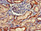 Fibrinogen Gamma Chain antibody, CSB-PA008651LA01HU, Cusabio, Immunohistochemistry paraffin image 
