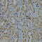 Pyruvate Dehydrogenase E1 Alpha 1 Subunit antibody, 15-043, ProSci, Immunohistochemistry frozen image 