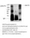 MER Proto-Oncogene, Tyrosine Kinase antibody, MBS540099, MyBioSource, Western Blot image 