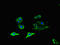 Olfactomedin Like 1 antibody, LS-C399109, Lifespan Biosciences, Immunofluorescence image 