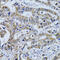 Tubulin Polymerization Promoting Protein Family Member 3 antibody, 22-477, ProSci, Immunohistochemistry frozen image 
