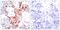 Activating Transcription Factor 2 antibody, PA5-37532, Invitrogen Antibodies, Immunohistochemistry frozen image 