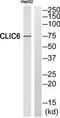 Chloride Intracellular Channel 6 antibody, TA315514, Origene, Western Blot image 