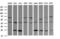 Parvin Alpha antibody, LS-C174630, Lifespan Biosciences, Western Blot image 